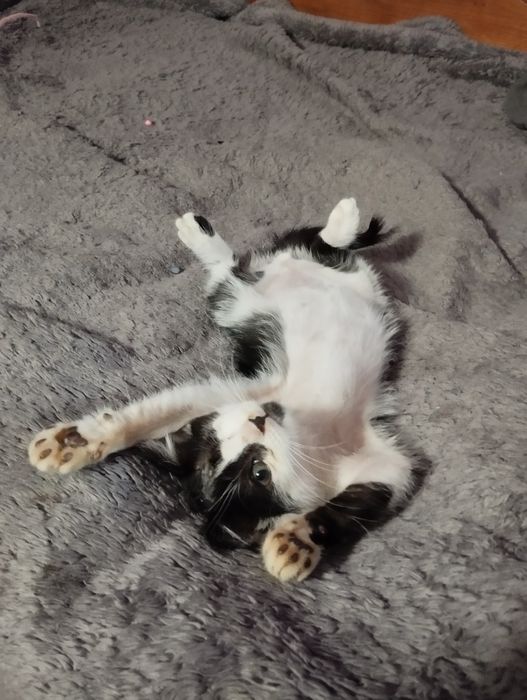 отдам котёнка бесплатно