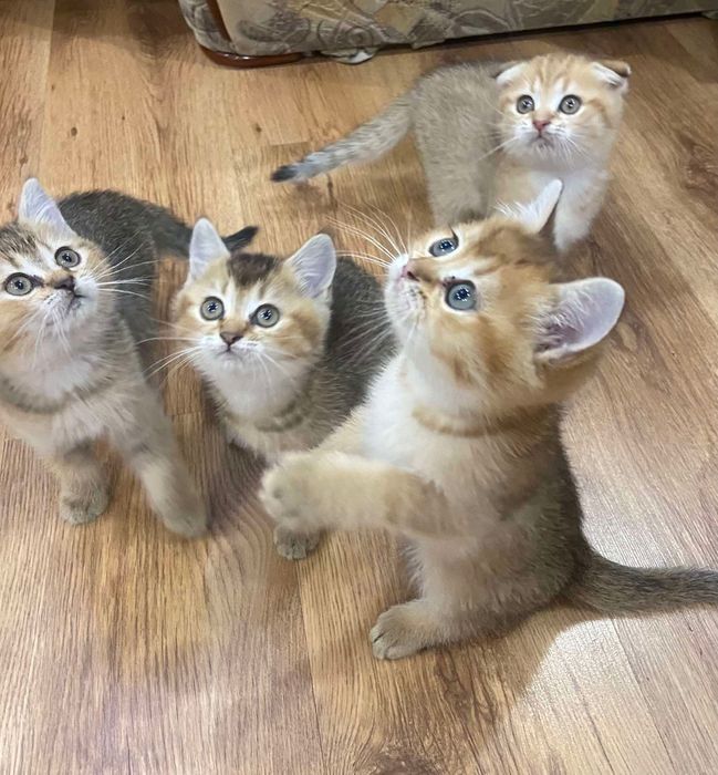 Продаются котята шотландцы