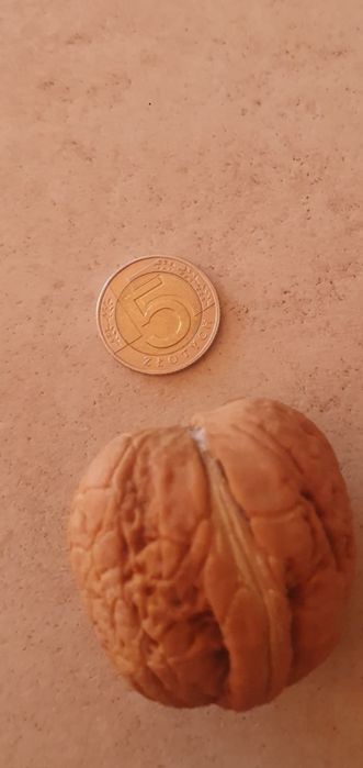 Orzechy Jacki świeże 3 kg