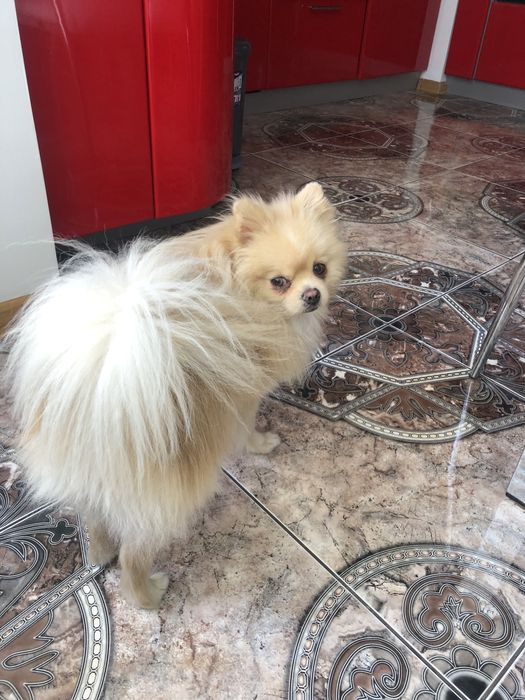 Вязка з породою шпіц