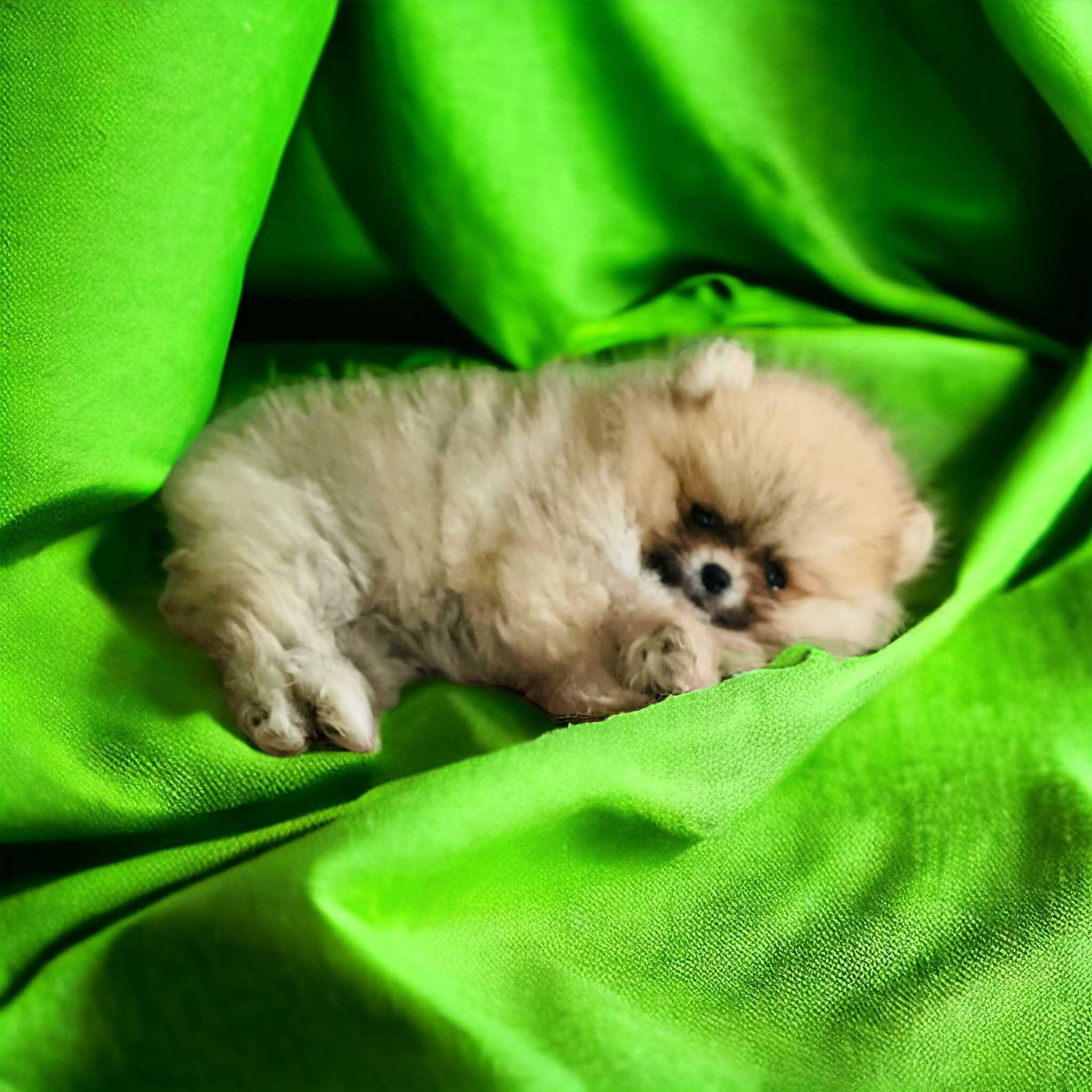 Piękna Maleńka Mini Pomeranian / Szpic Miniaturowy. Cudeńko .