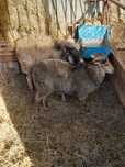 Sprzedam owce barany