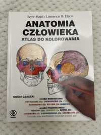 Anatomia czlowieka Atlas do kolorowania