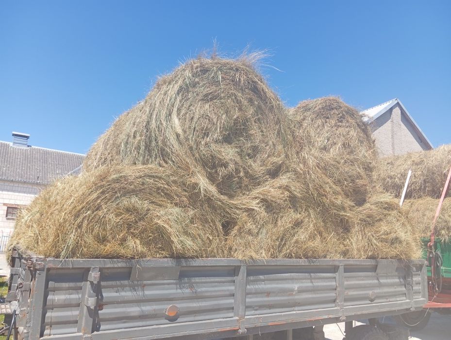 Ekologiczne Bele siana 120 tegoroczne