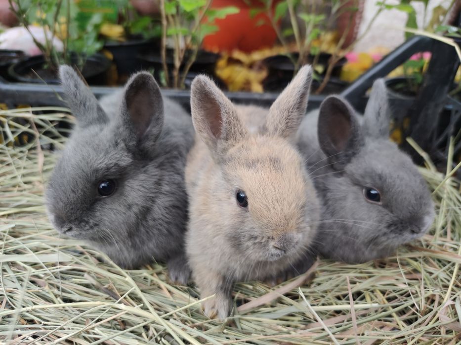 Декоративні кролики