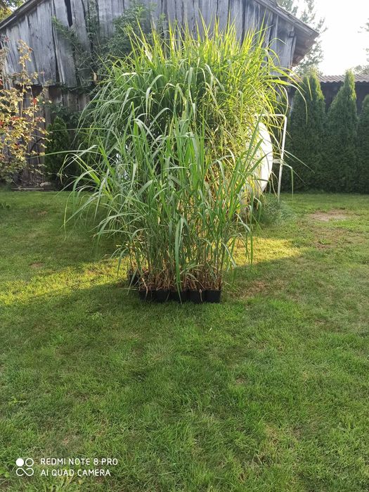 Miskant olbrzymi sadzonki