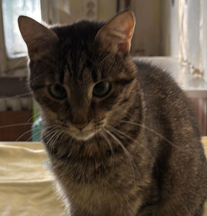 Молодая кошечка в хорошие руки