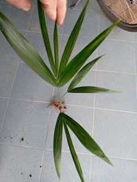 Palma kentia centia