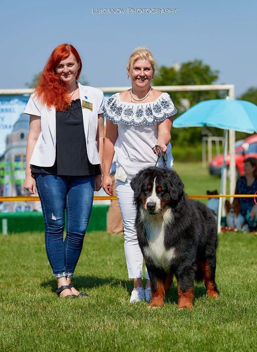 Хлопчик бернський зененхунд