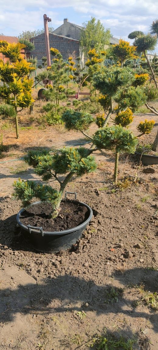 Drzewka bonsai sosna jałowiec  cyprysik