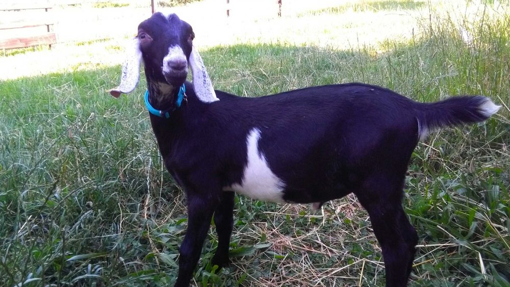 kózki i koziołki anglonubijskie po rodowodowych rodzicach