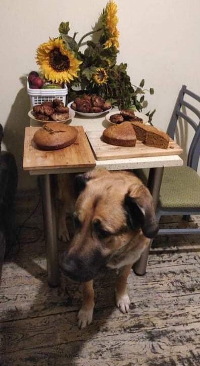 Oddam dużego psa w typie Kangal