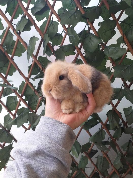 Coelhos Anões Mini Loop (Loja Profissional)