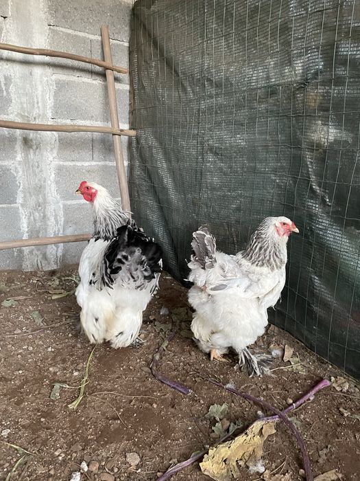 Os melhores ovos light brahma