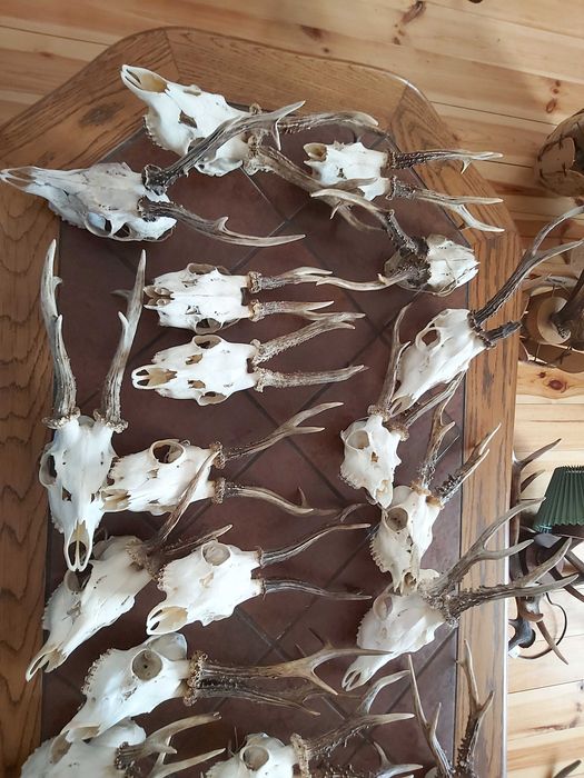 Rogi jelenia z czaszkami małe koziołki