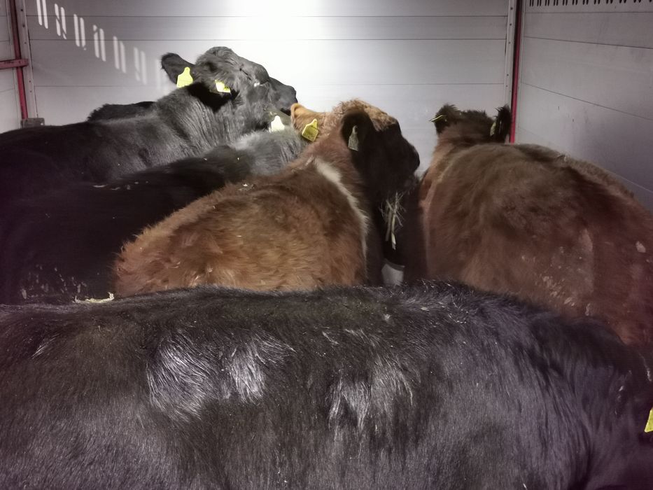 Byczki mięsne Angus hereford odsadki