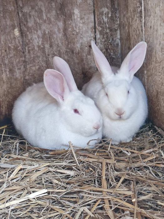 Продам кроликів (самчиків) породи Термонська біла