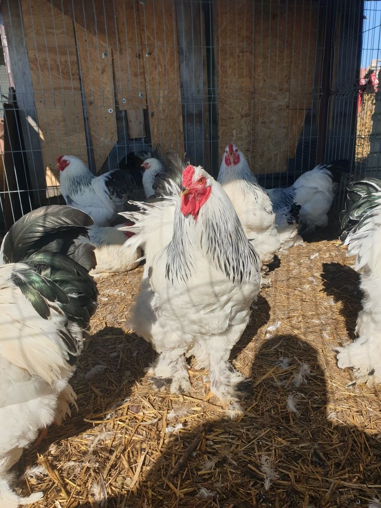 Brahma gronostajowa jaja lęgowe