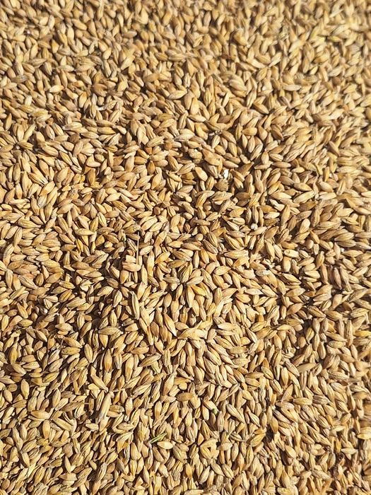 Sprzedam zboże owies, jęczmień, pszenice i żyto