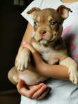 American Bully suczka pocket