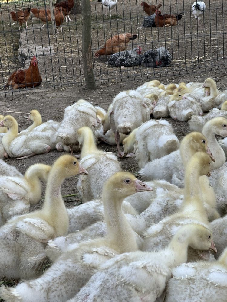 Gęsi koludzkie , kogutki  3,5 miesiaca sprzedam