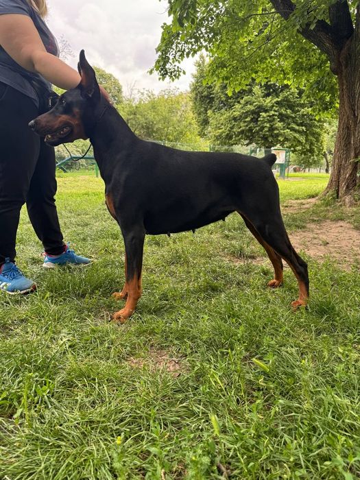 Щенок добермана девочка