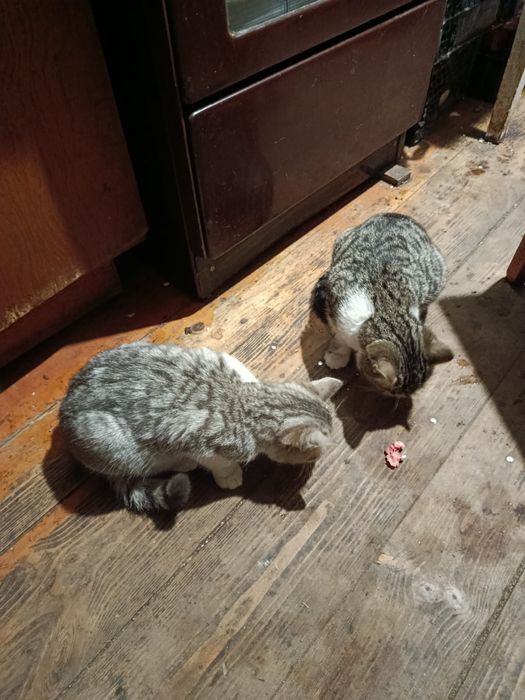 Віддамо кошенят в добрі руки (2 дівчинки)