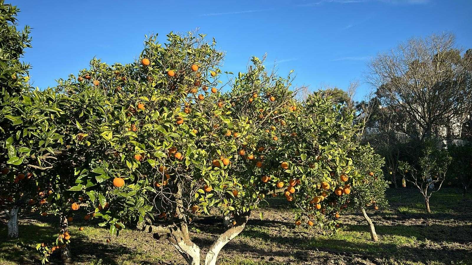 Produção de Pomar de Laranja Biológica