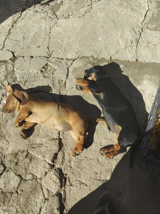 Продам щенка такси