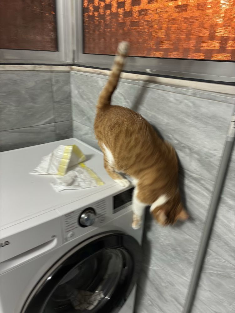 Petsitting na sua casa! E banhos