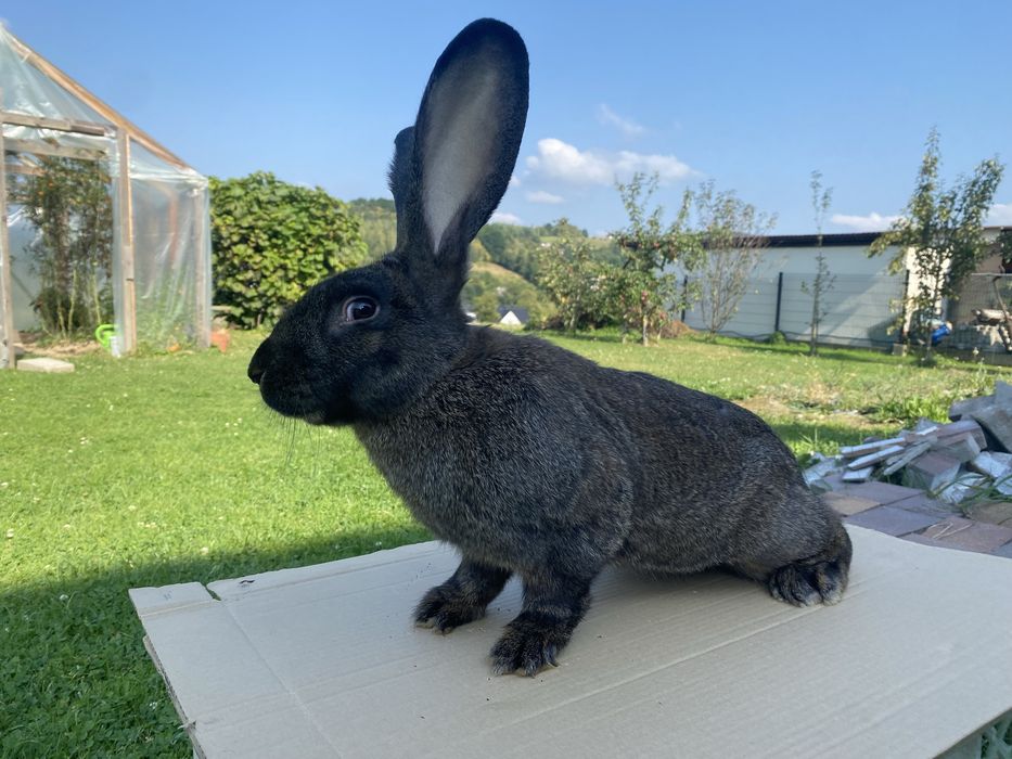 Króliki samce 7 miesięczne.