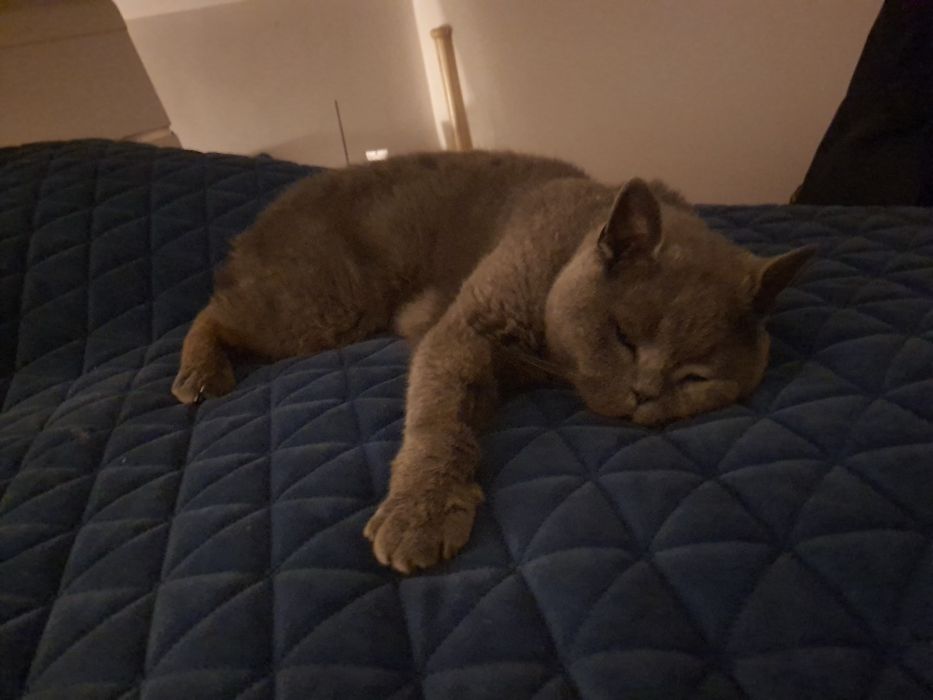 Kot Brytyjski za darmo znaleziony