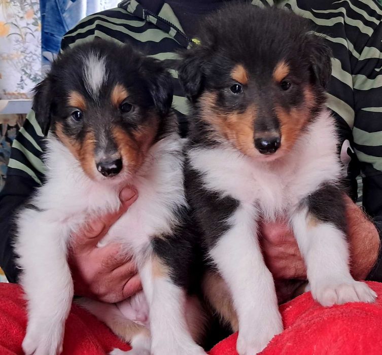 Szczeniaczek Owczarek Szkocki Collie