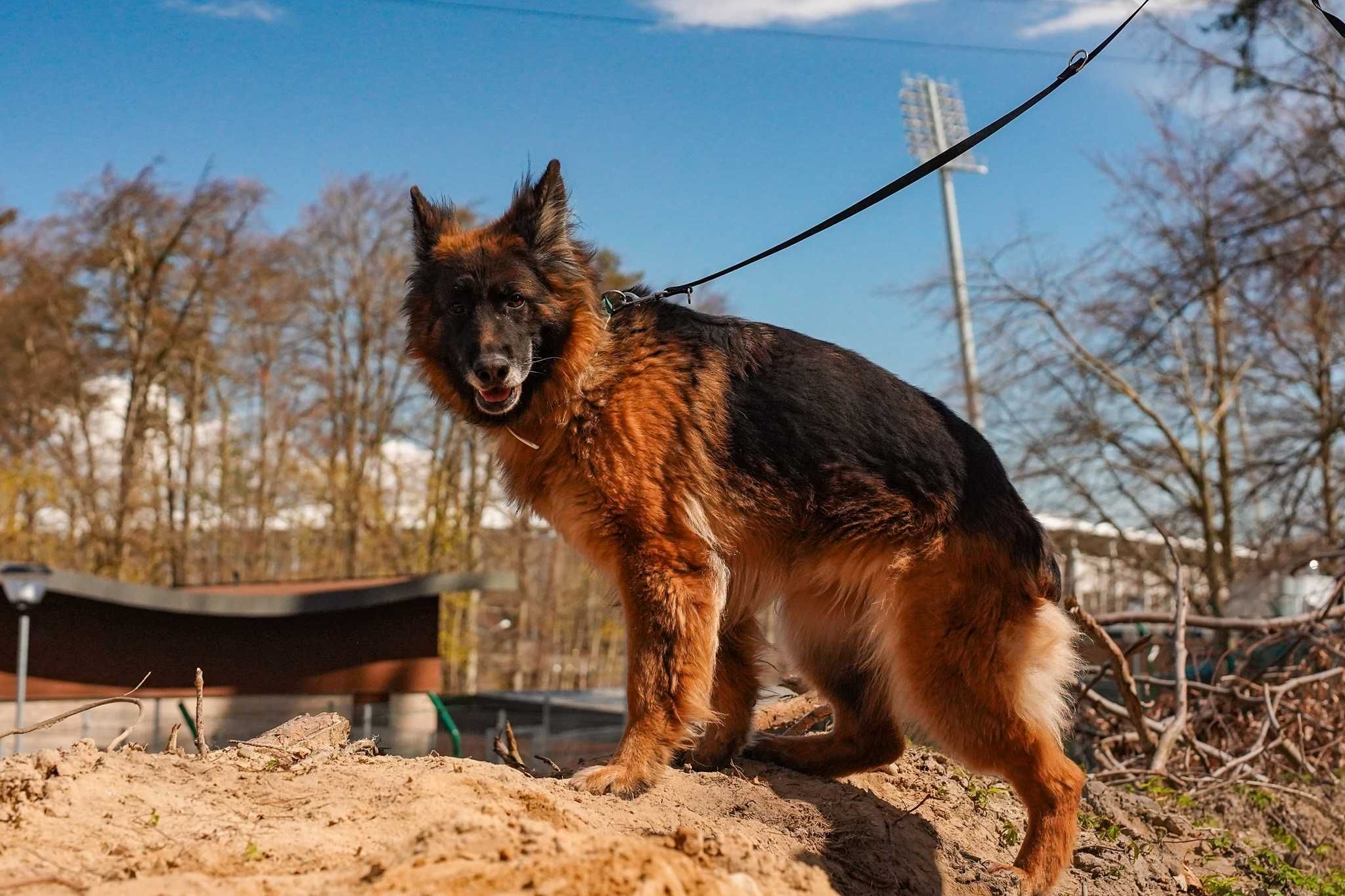 Megi szuka odpowiedzialnego domu na zawsze! OTOZ Animals Ciapkowo.