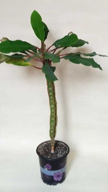 Продам Эуфорбию сорт Leuconeura высота растения 53 см