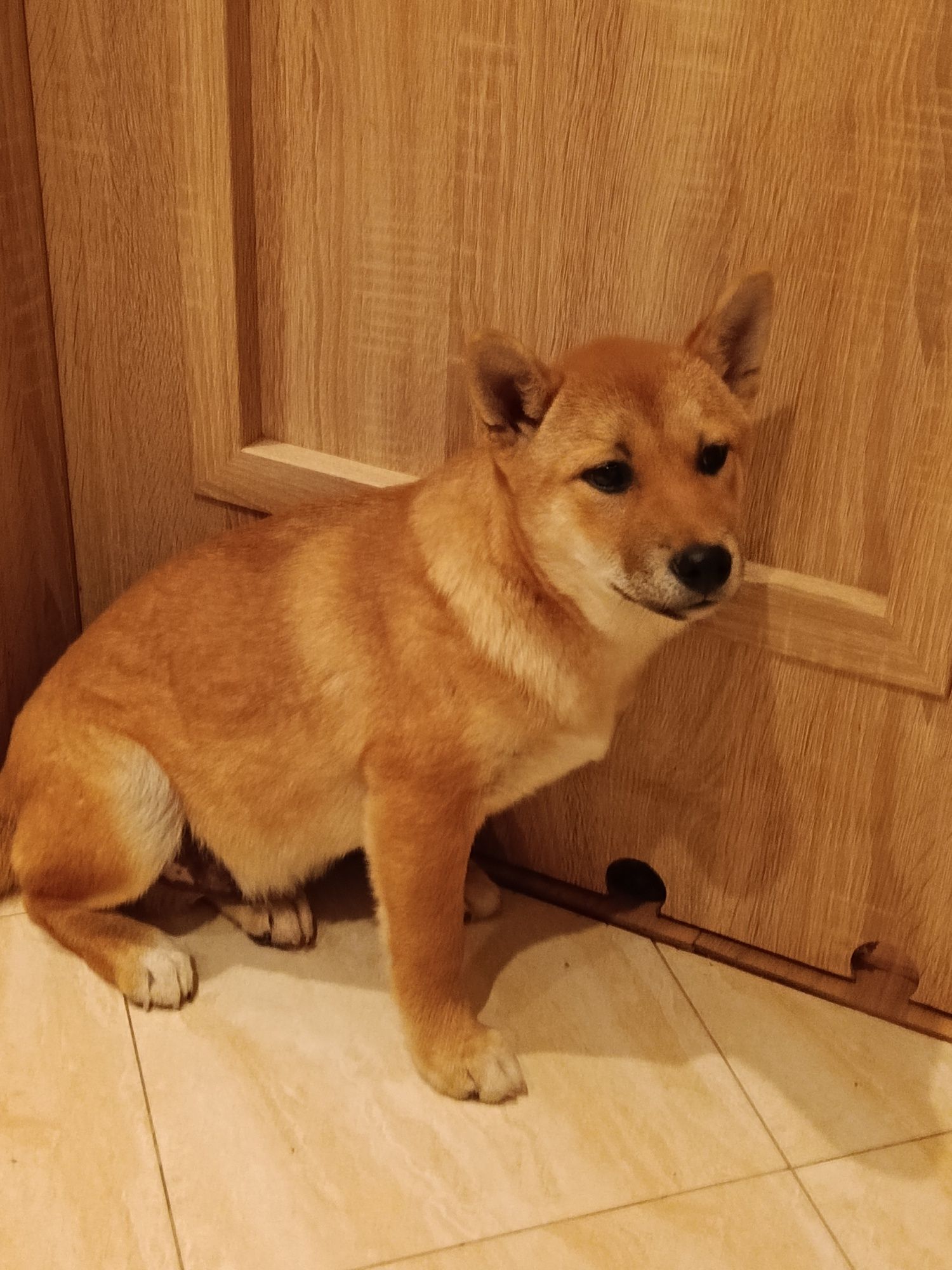 Shiba inu Śliczny Szczeniaczek