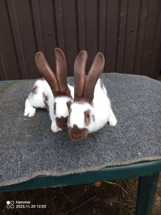 Sprzedam srokacz Hawana