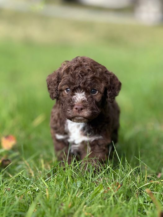Lagotto romagnolo ZKwP/FCI - piękny czekoladowy pies