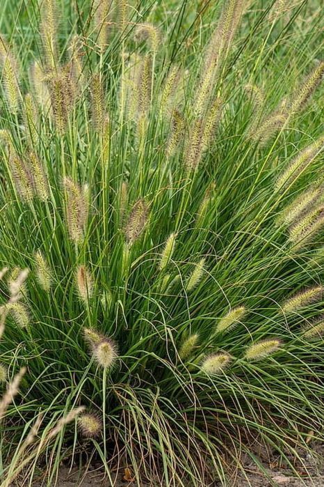 Rozplenica 'Gelbstiel' Pennisetum C1.5