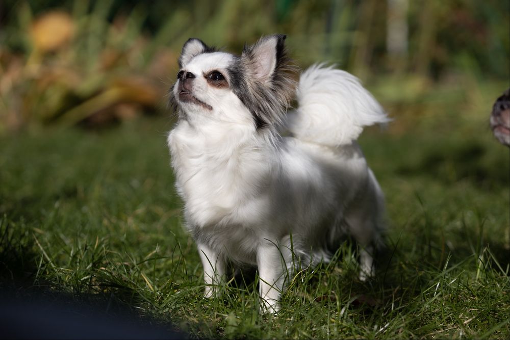 Mini chłopczyk chihuahua
