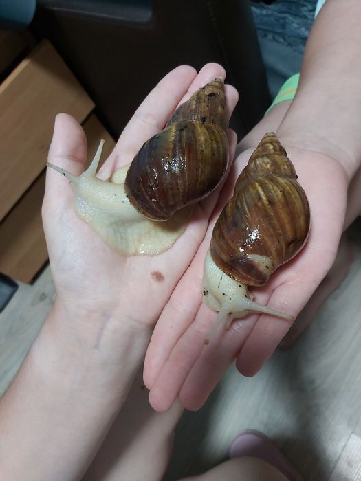 Lissachatina fulica albino- ślimaki afrykańska