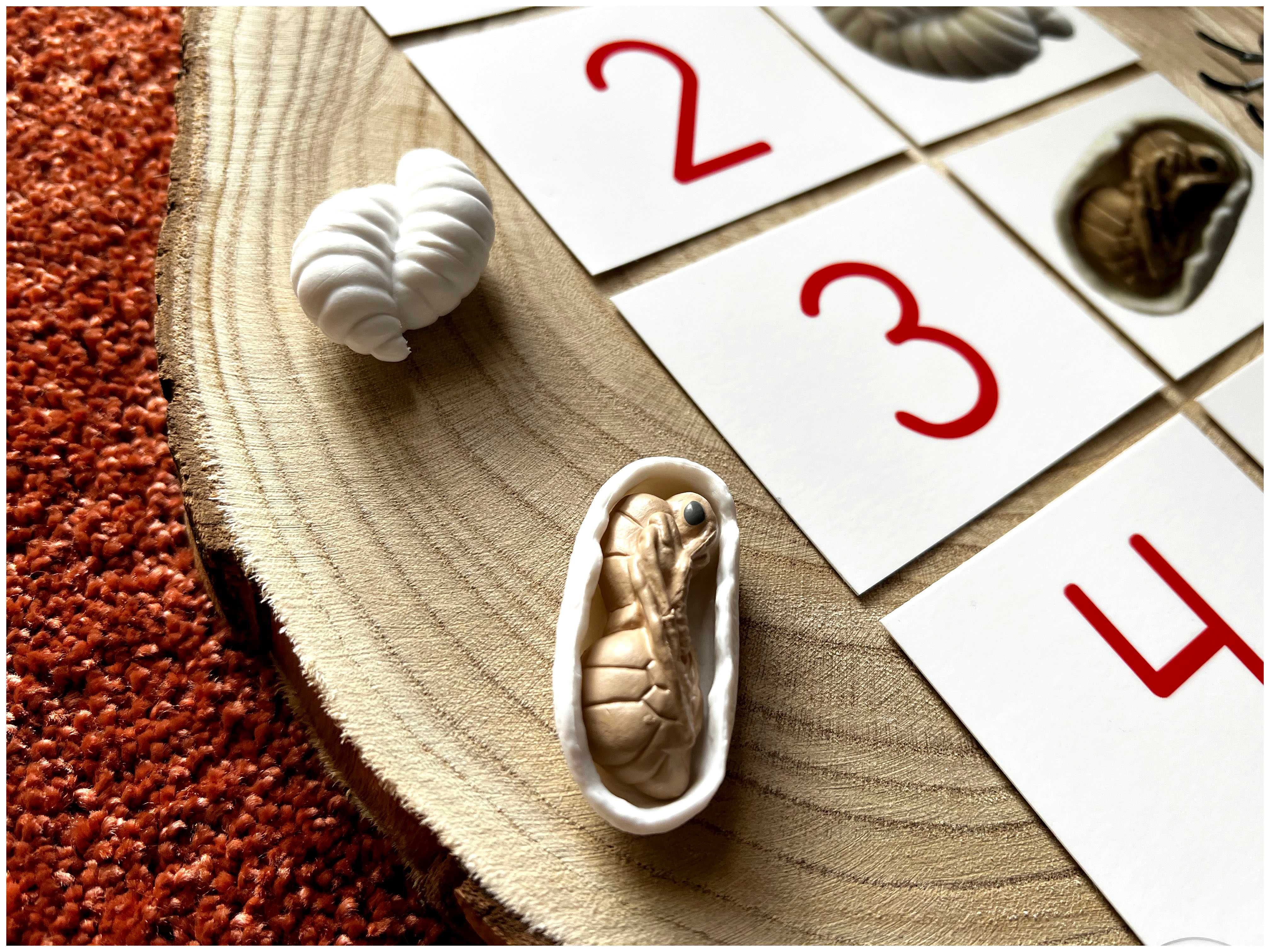 Ciclo de Vida - Formiga - Montessori