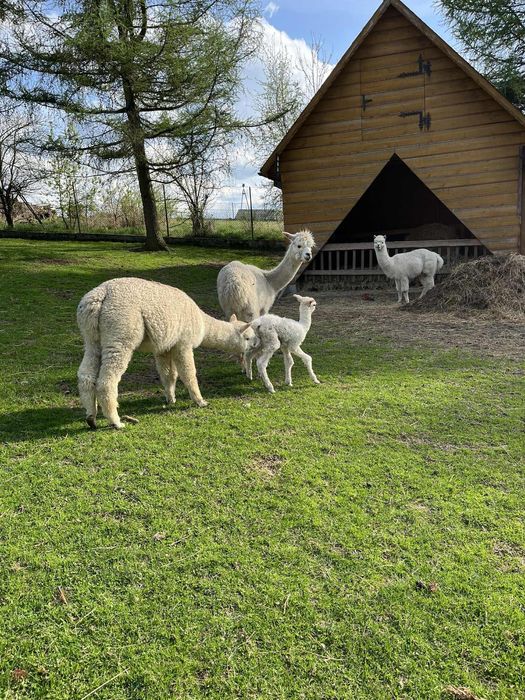 Alpaki białe na sprzedaż 4 sztuki