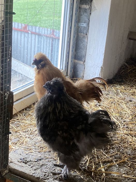 Koguty silki jedwabiste