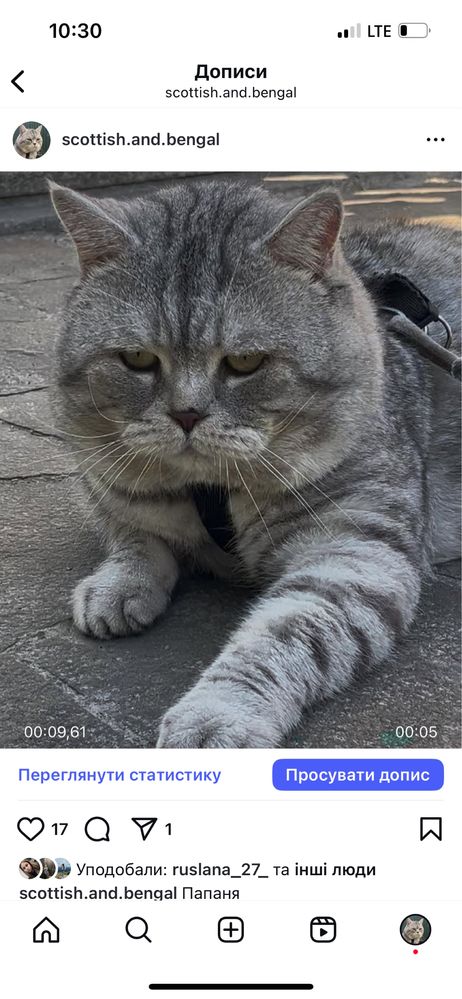 Шотландські кошенята