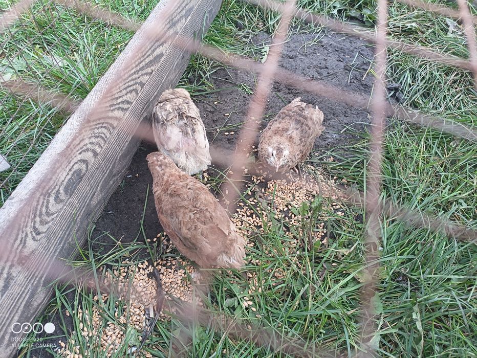 Перепілка Селадон