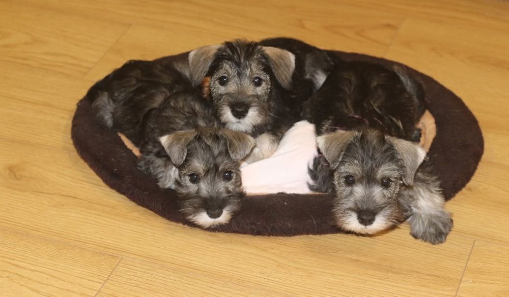 Веселі перчинки підросли