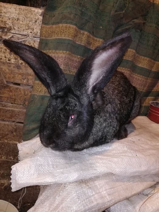 Продам кролі різного віку.