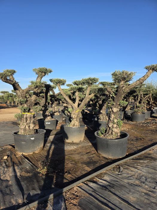 Oliveiras / bonsai