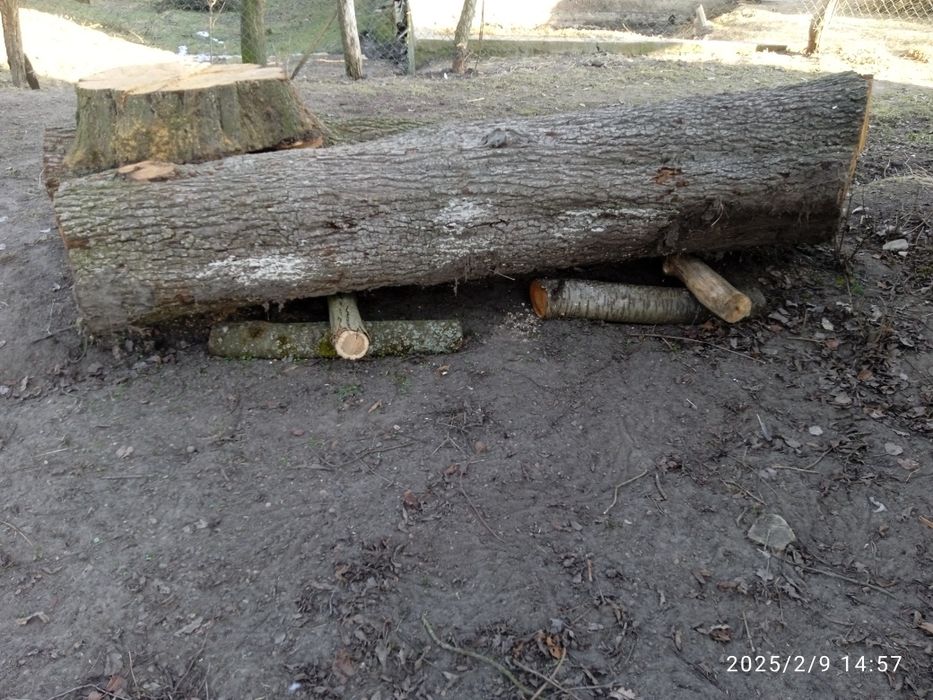 Кругляк   груша ...